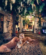  Wegens enorme drukte dames gezocht die TOP willen verdienen 